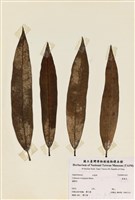 藏品(變葉木)的圖片